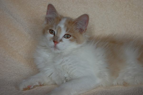 Kajo mit 16 Wochen.jpg